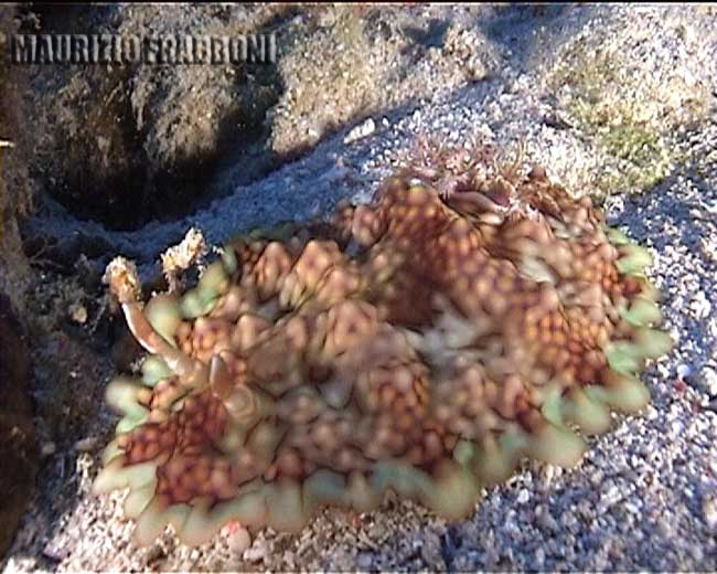 miamira magnifica.jpg - 58863 Bytes